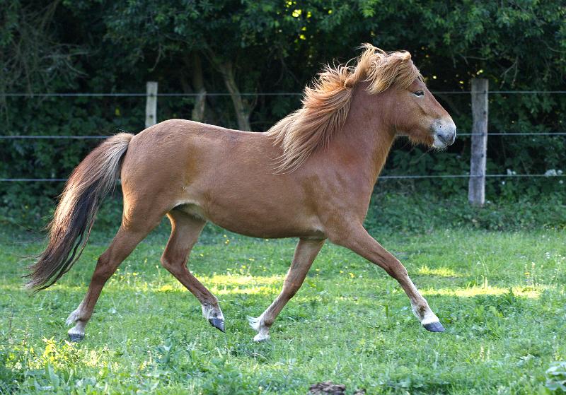 Draumey von Heidmoor (7).jpg